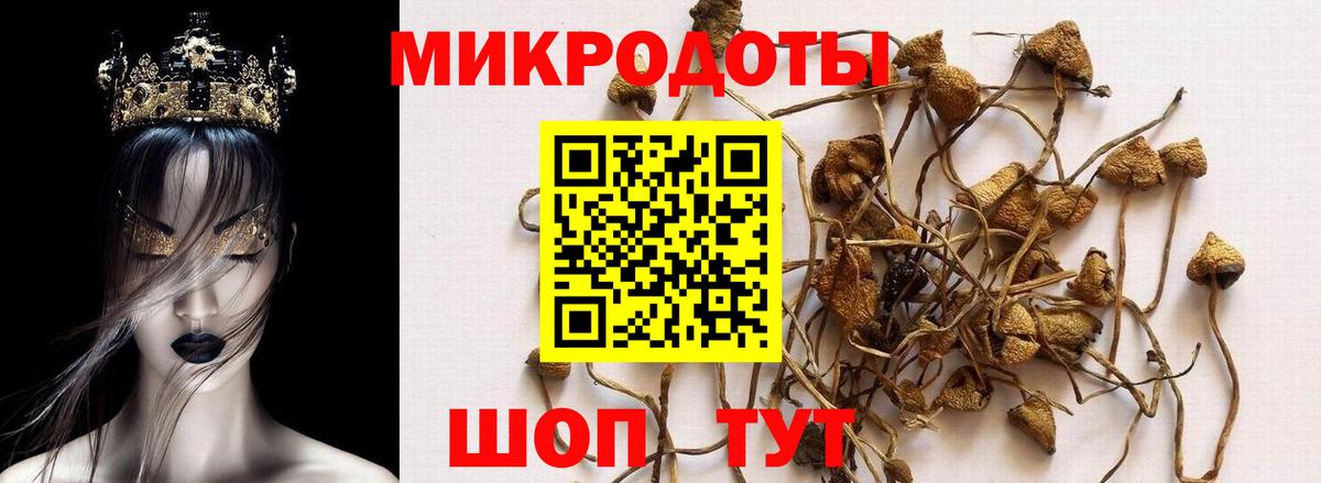 Галлюциногенные грибы Psilocybe  Вход с VPN  Псилоцибиновые грибы Psilocybe  Подольск 